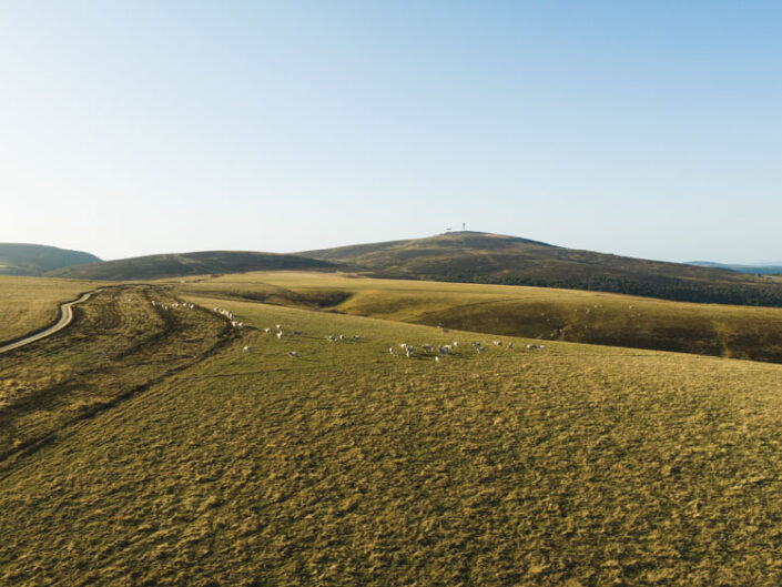 PHOTO PAYSAGE, NATURE, ANIMALIÈRE